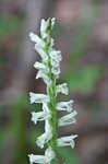 Greenvein ladies tresses